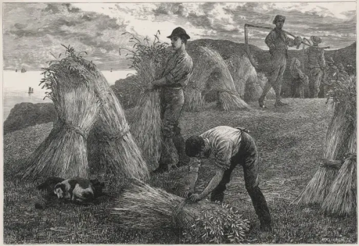 Framed Print : Harvesting Corn 1877 Framed Print : Harvesting Corn 1877