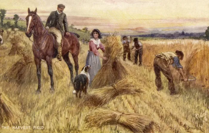 Framed Print : Harvesting by Hand Framed Print : Harvesting by Hand