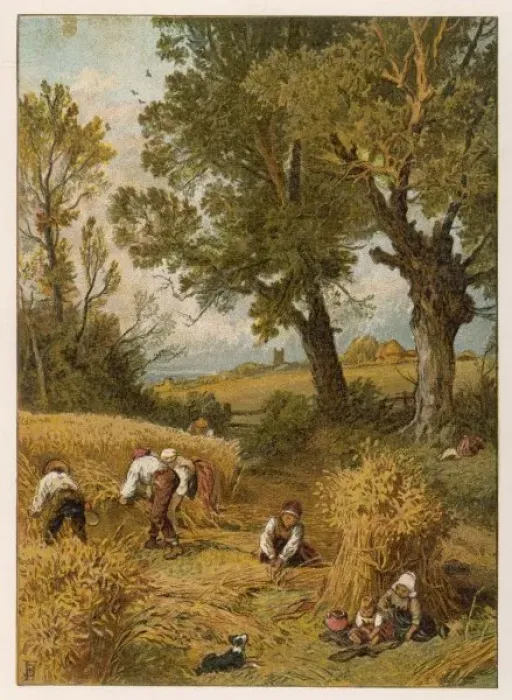 Framed Print : Harvesting by Hand Framed Print : Harvesting by Hand