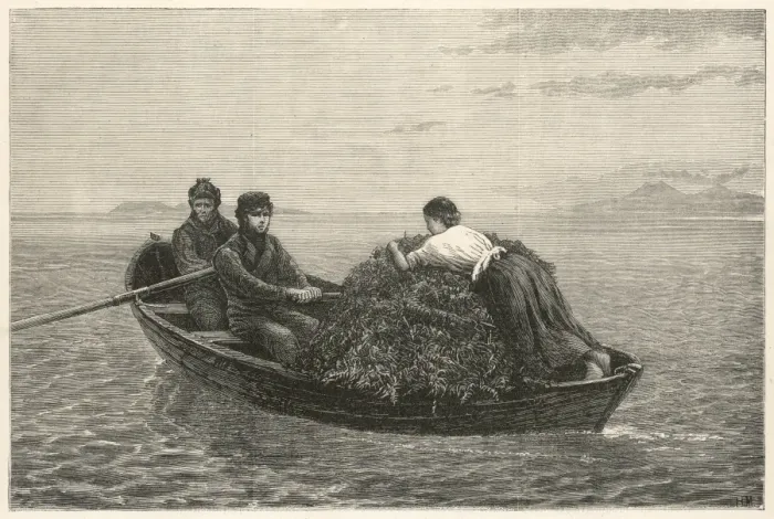 Framed Print : Harvesting kelp Framed Print : Harvesting kelp