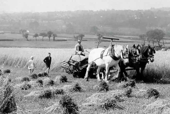 Framed Print : Harvesting near Keighley in 1926 Framed Print : Harvesting near Keighley in 1926
