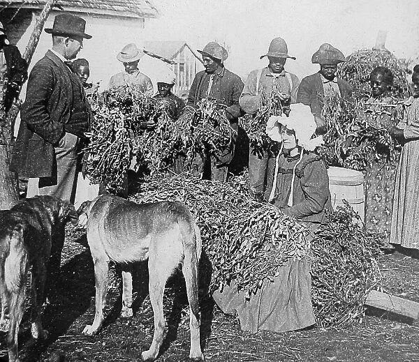 Harvesting peanuts Arkansas USA early 1900s