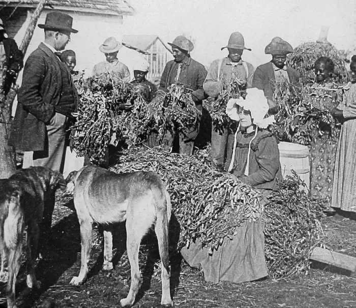 Framed Print : Harvesting peanuts Arkansas USA early 1900s Framed Print : Harvesting peanuts Arkansas USA early 1900s