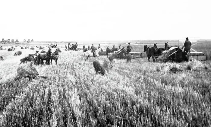 Framed Print : Harvesting on the Prairies, Canada Framed Print : Harvesting on the Prairies, Canada