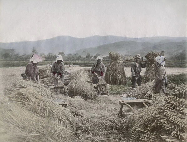 Harvesting the rice crop in Japan