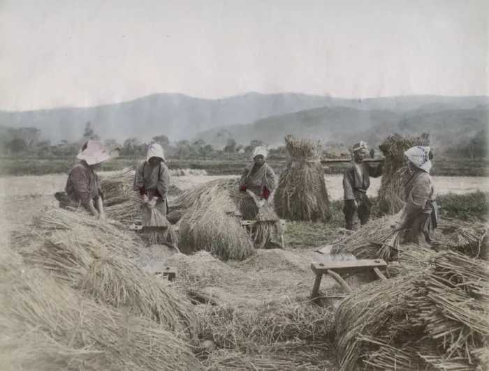 Framed Print : Harvesting the rice crop in Japan Framed Print : Harvesting the rice crop in Japan