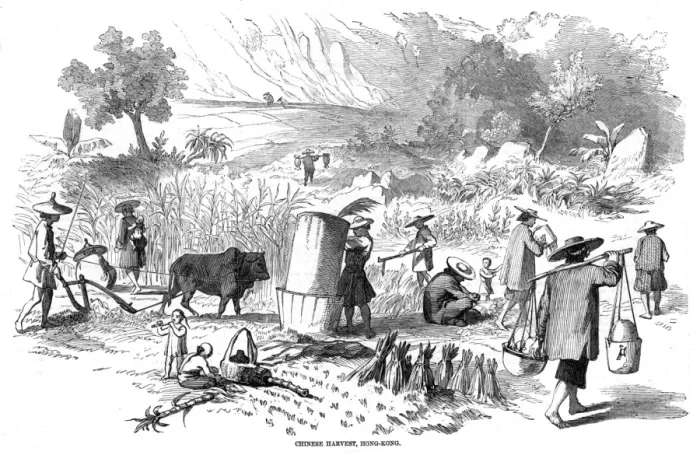 Framed Print : Harvesting rice in Hong Kong Framed Print : Harvesting rice in Hong Kong