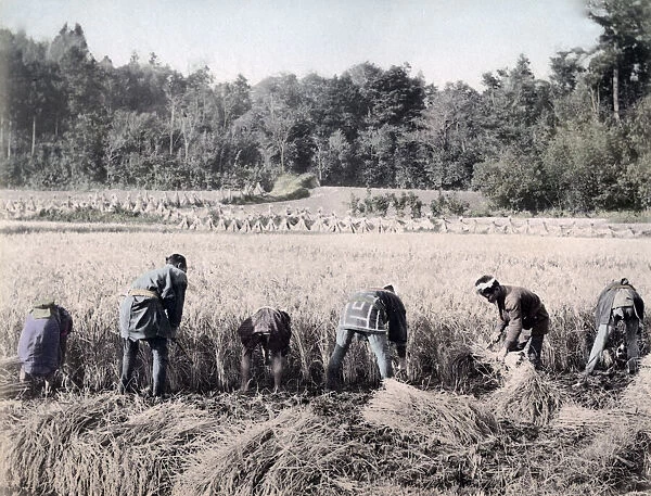 Harvesting rice, Japan, c. 1890