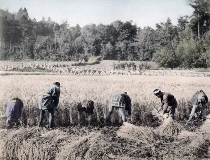 Framed Print : Harvesting rice, Japan, c. 1890 Framed Print : Harvesting rice, Japan, c. 1890