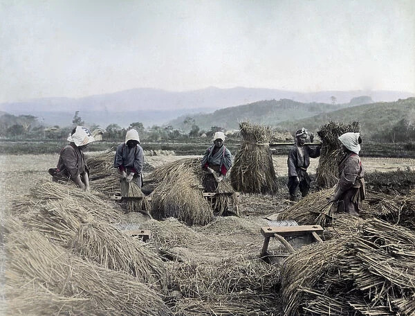 Harvesting rice, Japan, circa 1880s