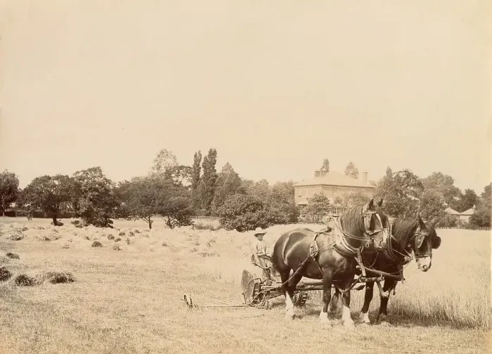 Framed Print : Harvesting scene on a Cheshire farm Date: circa 1889 Framed Print : Harvesting scene on a Cheshire farm Date: circa 1889