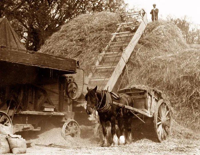 Framed Print : Harvesting - stacking the hay probably 1920s