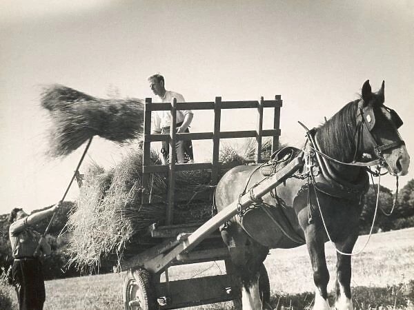 Harvesting Sussex 1940S