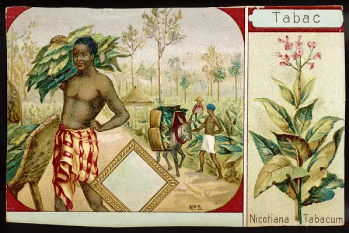 Central African Tobacco Harvesting Print, 1900. Art Prints, Posters & Puzzles from Mary Evans