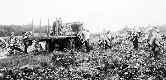 Framed Print : Harvesting tobacco plants at a plantation, Virginia, USA Framed Print : Harvesting tobacco plants at a plantation, Virginia, USA