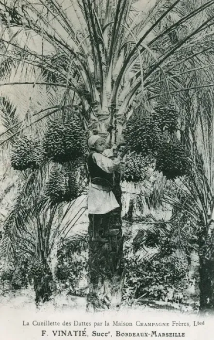Framed Print : Harvesting of Tunisian dates Framed Print : Harvesting of Tunisian dates