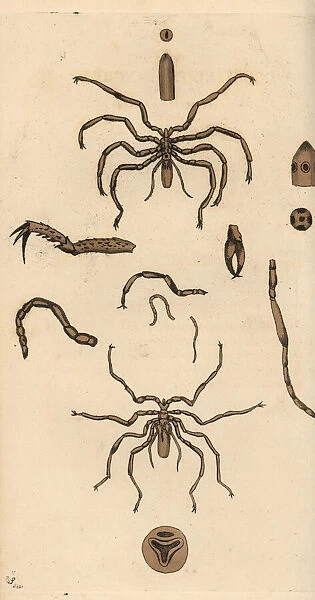 Harvestman spider species