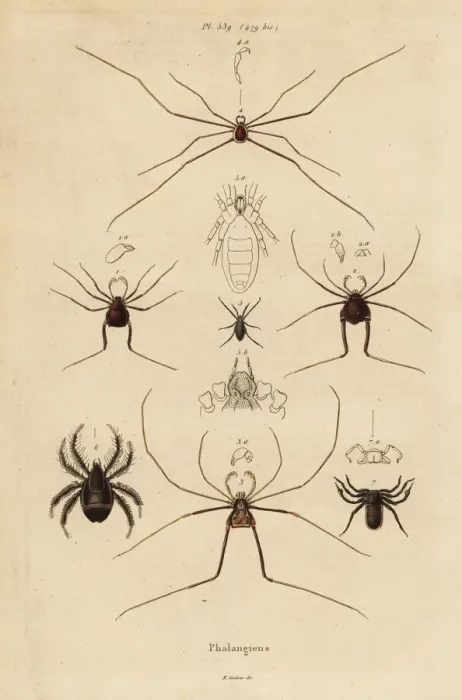 Framed Print : Harvestmen, harvesters or daddy longlegs, Opiliones species Framed Print : Harvestmen, harvesters or daddy longlegs, Opiliones species