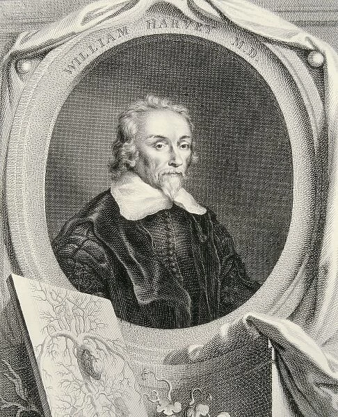 HARVEY, William (1578-1657). English anatomist