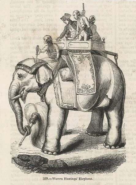 Hastings Elephant