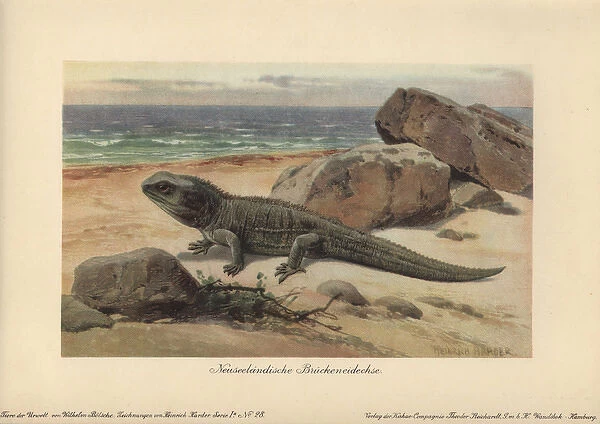 Hatteria or tuatara, a living-fossil reptile
