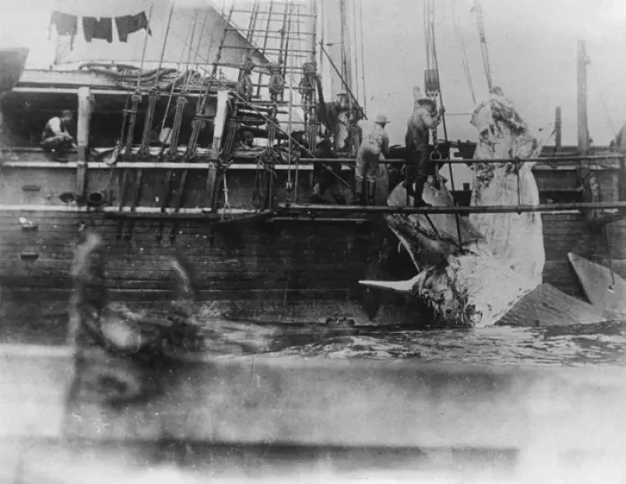 Framed Print : Hauling a Whale In Framed Print : Hauling a Whale In