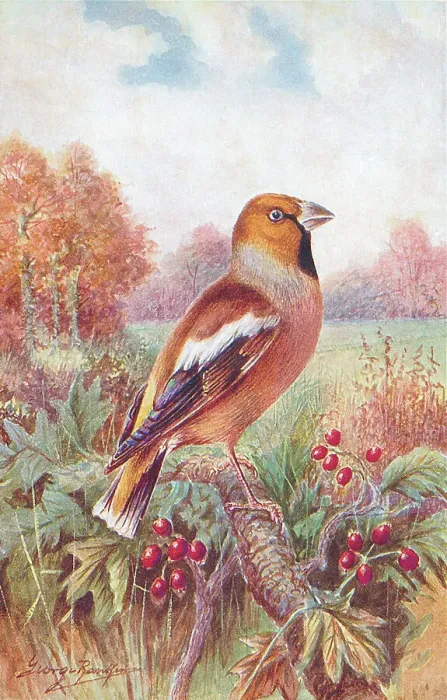 Framed Print : Hawfinch by George Rankin Framed Print : Hawfinch by George Rankin