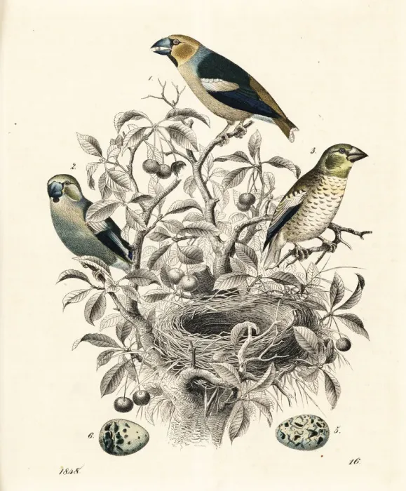 Framed Print : Hawfinch, Coccothraustes coccothraustes Framed Print : Hawfinch, Coccothraustes coccothraustes