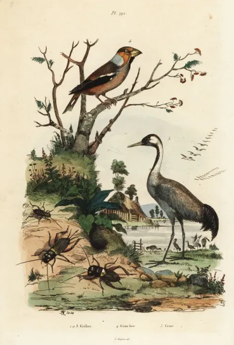 Framed Print : Hawfinch, crane and crickets Framed Print : Hawfinch, crane and crickets