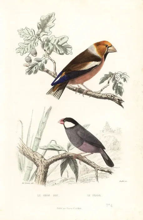 Framed Print : Hawfinch and Java sparrow Framed Print : Hawfinch and Java sparrow