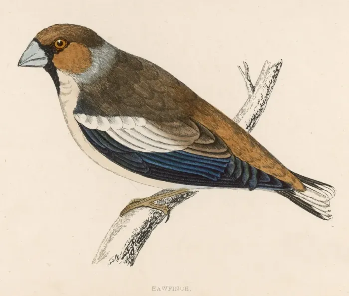 Framed Print : Hawfinch (Morris) 1851 Framed Print : Hawfinch (Morris) 1851