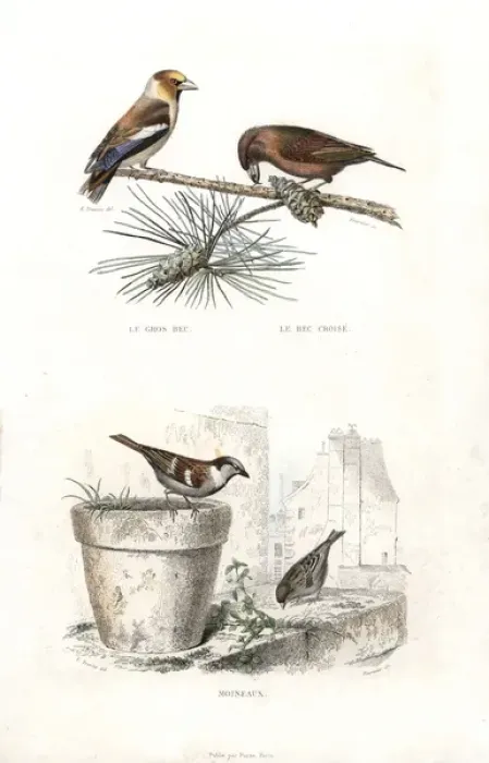 Framed Print : Hawfinch, red crossbill and house sparrow