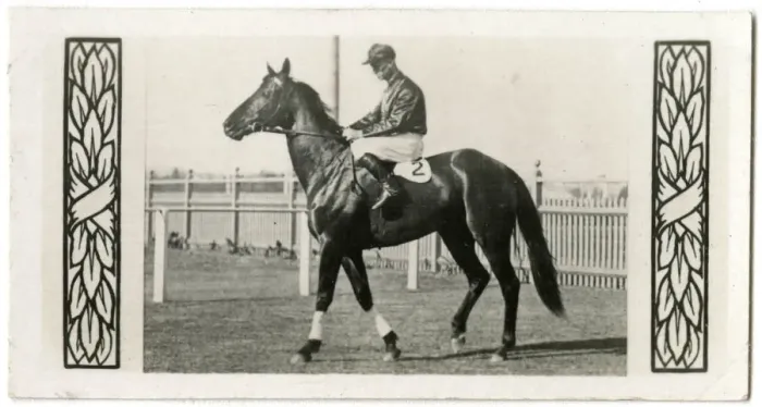 Framed Print : The Hawk, Australian race horse Framed Print : The Hawk, Australian race horse