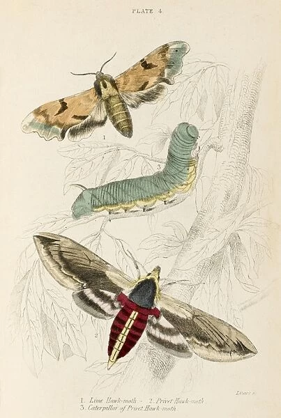 Two Hawk Moths - 2