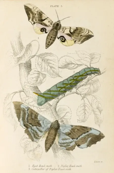 Framed Print : Two Hawk Moths - 3 Framed Print : Two Hawk Moths - 3