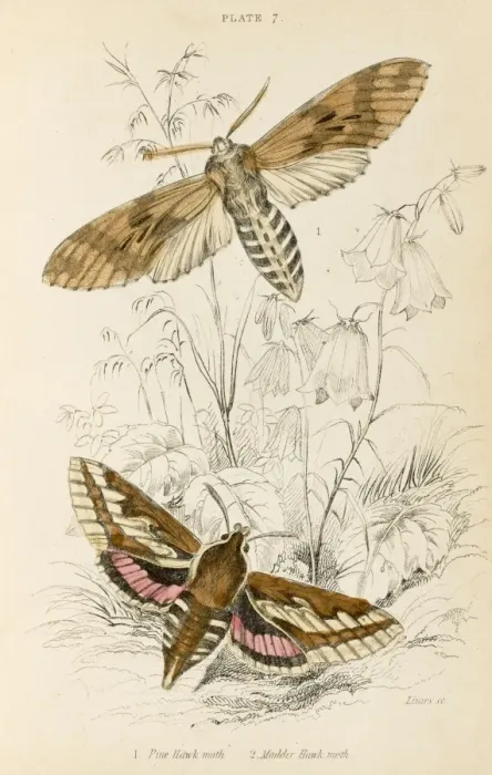 Framed Print : Two Hawk Moths Framed Print : Two Hawk Moths