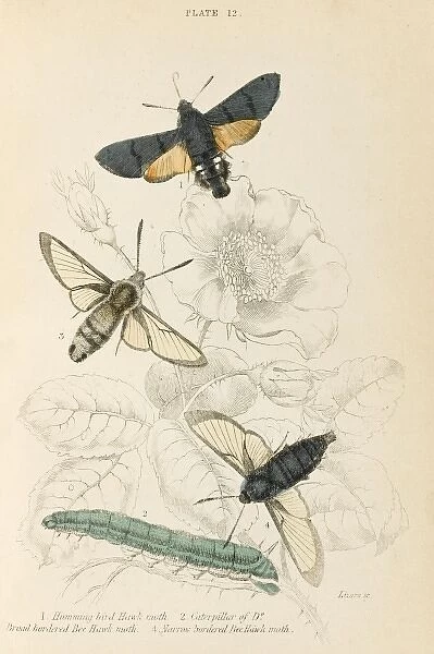 Three Hawk Moths