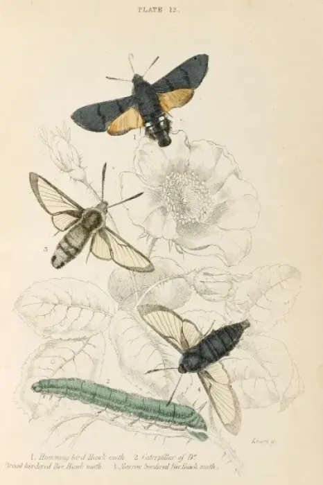Framed Print : Three Hawk Moths