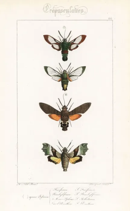 Framed Print : Hawkmoth varieties Framed Print : Hawkmoth varieties