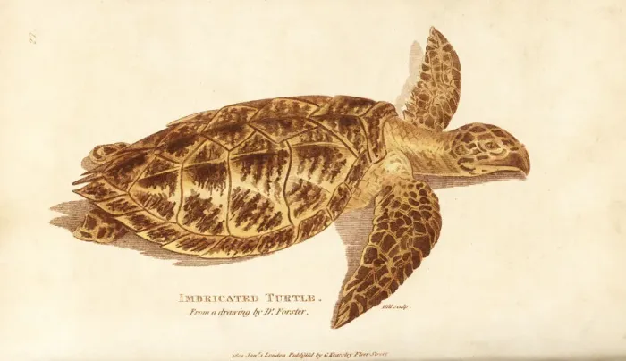 Framed Print : Hawksbill sea turtle, Eretmochelys imbricata Framed Print : Hawksbill sea turtle, Eretmochelys imbricata
