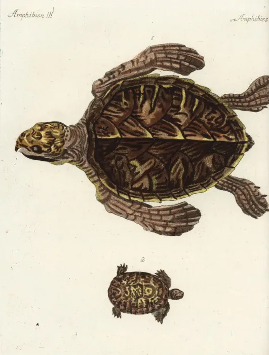 Framed Print : Hawksbill sea turtle and Greek tortoise Framed Print : Hawksbill sea turtle and Greek tortoise