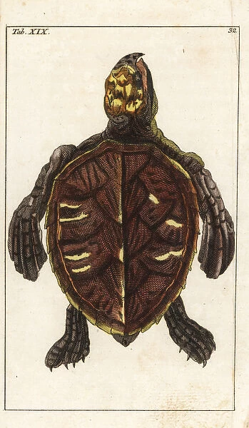 Hawksbill turtle, Eretmochelys imbricata