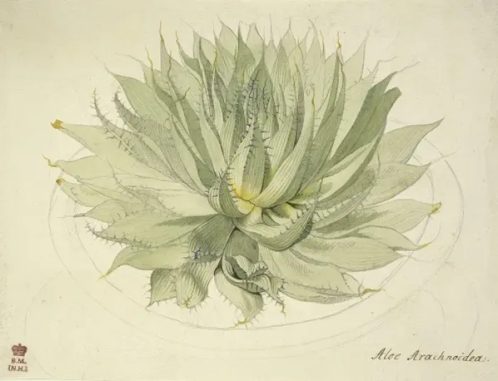 Framed Print : Haworthia herbacea, haworthia Framed Print : Haworthia herbacea, haworthia