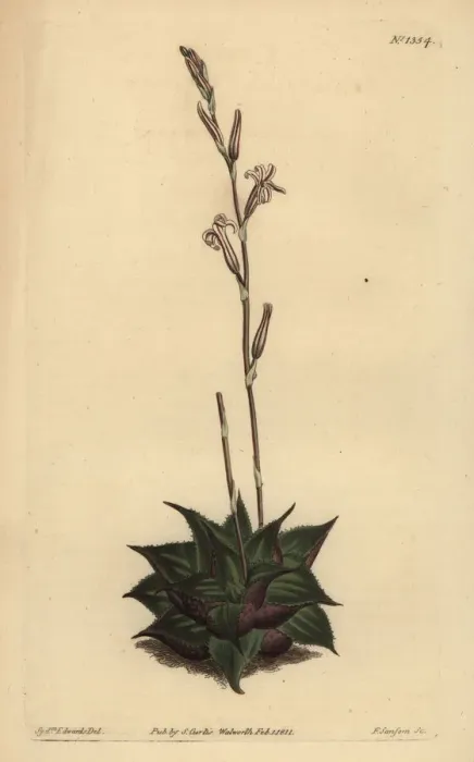Framed Print : Haworthia mirabilis Framed Print : Haworthia mirabilis