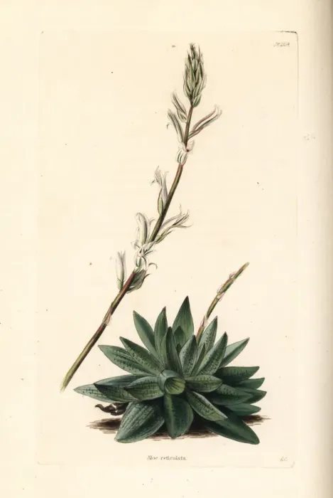 Framed Print : Haworthia reticulata Framed Print : Haworthia reticulata