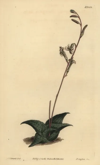 Framed Print : Haworthia venosa Framed Print : Haworthia venosa