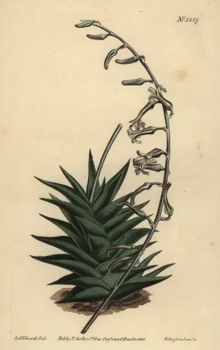 Framed Print : Haworthia viscosa Framed Print : Haworthia viscosa