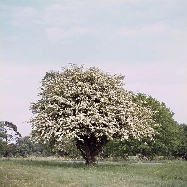 Hawthorn Blossom. A hawthorn tree in full blossom