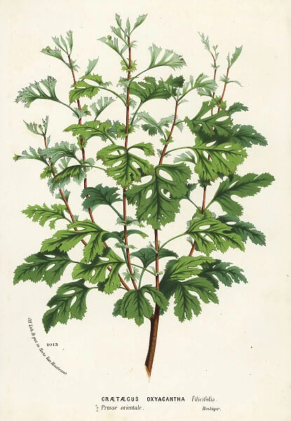 Hawthorn, Crataegus rhipidophylla