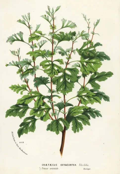 Framed Print : Hawthorn, Crataegus rhipidophylla Framed Print : Hawthorn, Crataegus rhipidophylla